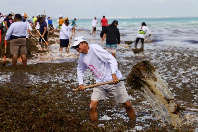 Isla Mujeres: Estrategia exitosa contra el sargazo destacada