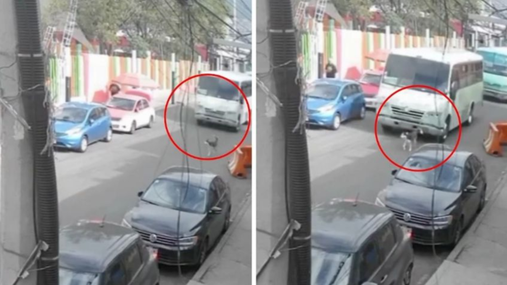 Indignación en CDMX por perrita arrollada: Video viral y el silencio oficial