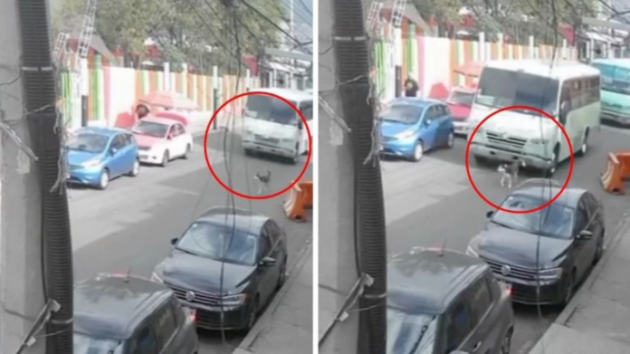 Indignación en CDMX por perrita arrollada- Video viral y el silencio oficial Indignación en CDMX por perrita arrollada: Video viral y el silencio oficial