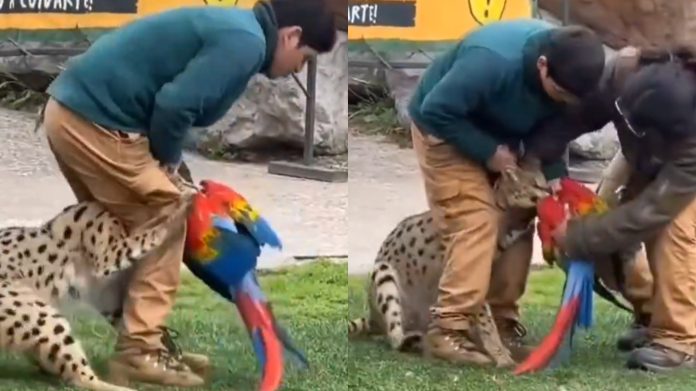 Indignación por ataque de felino a guacamayo en show, video se hace viral