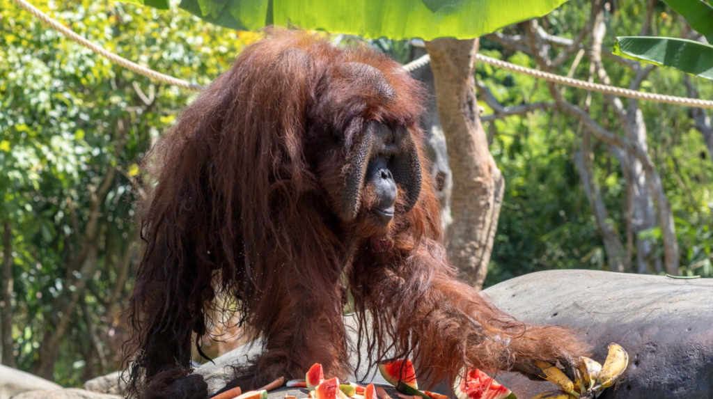 Jacky, el orangután de Bali, celebra 48 años ante la amenaza de extinción