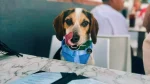Jude, el beagle que pide música a Alexa y conquista las redes