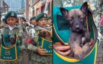 Los heroicos binomios caninos, estrellas del desfile militar 2025 de México