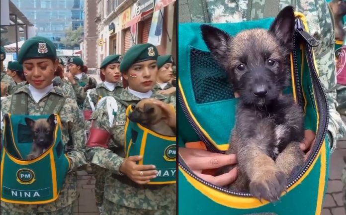 Los heroicos binomios caninos, estrellas del desfile militar 2025 de México Los heroicos binomios caninos, estrellas del desfile militar 2025 de México