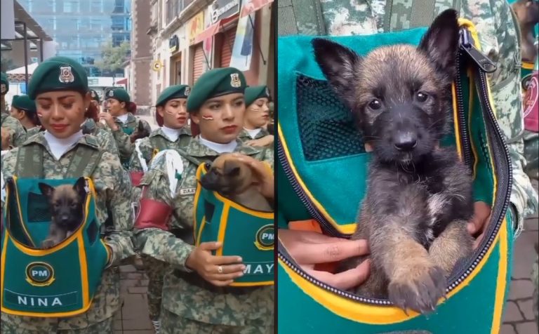 Los heroicos binomios caninos, estrellas del desfile militar 2025 de México