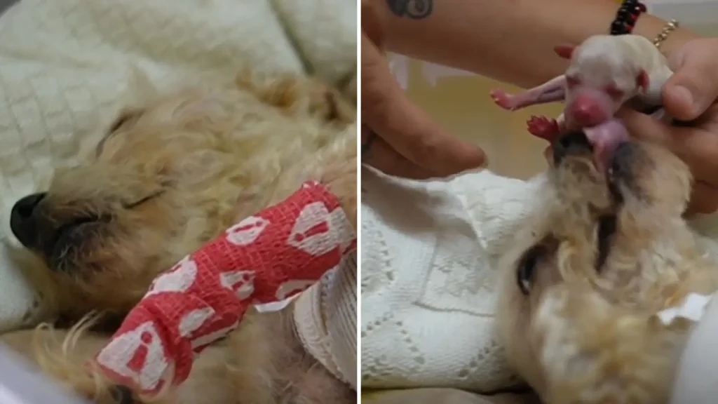 Muere otro cachorro de Cereza, perrita rescatada en Iztapalapa