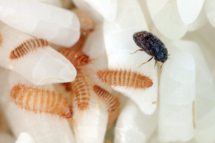 Pañales retirados por larvas de escarabajo khapra en Australia