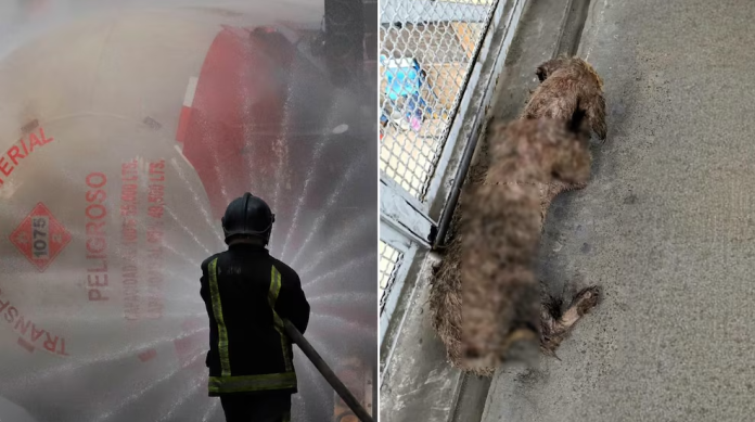 Perrita "Tita" rescatada tras explosión de pipa en Iztapalapa