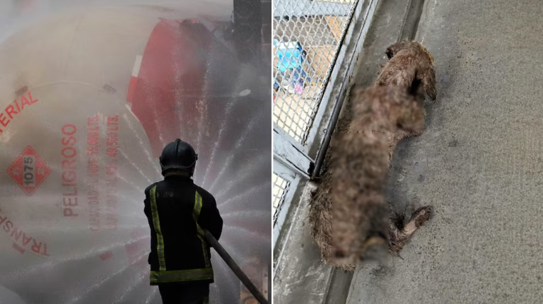 Perrita "Tita" rescatada tras explosión de pipa en Iztapalapa