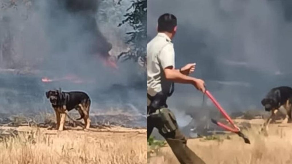 Perrito guía a policía en incendio y enternece las redes sociales