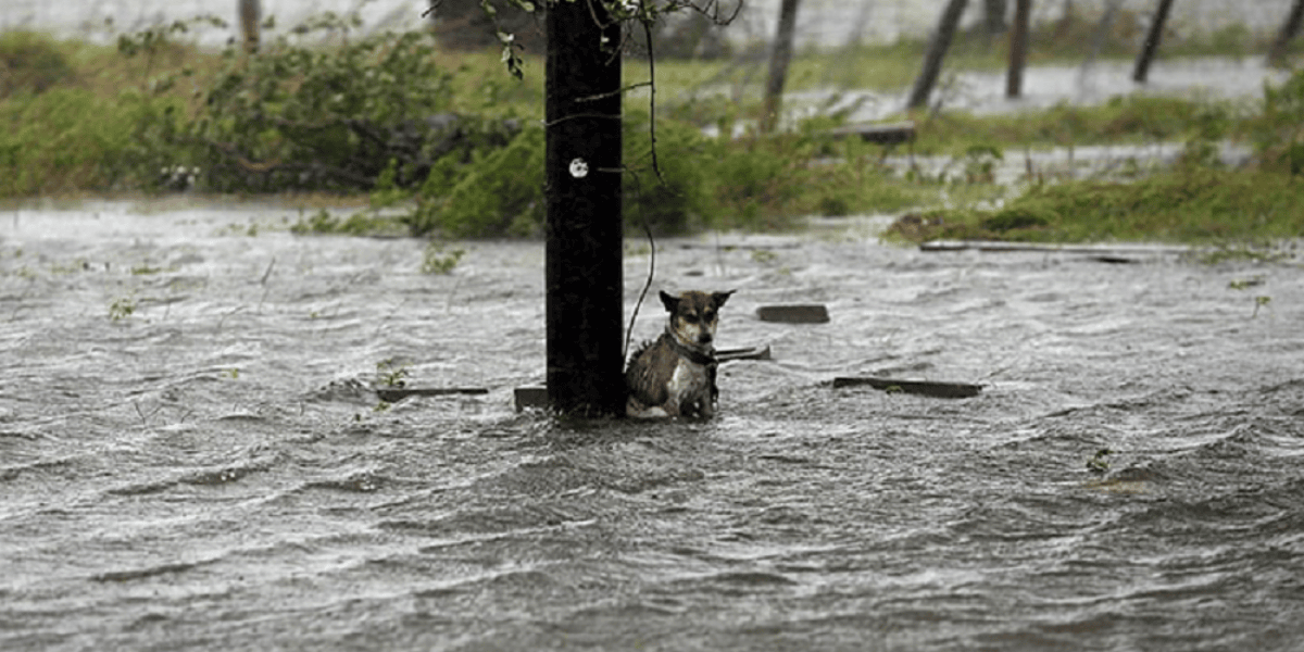 Perro lucha por su vida en vado de Lagunitas bajo fuertes lluvias