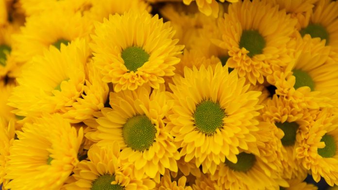Regalos Creativos: ¡Adiós Flores Amarillas este 21 de Septiembre!