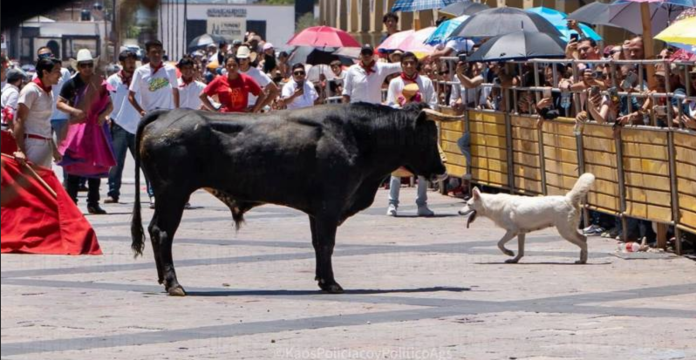Tragedia en Aguascalientes: Perrita muere corneada por toro en encierro