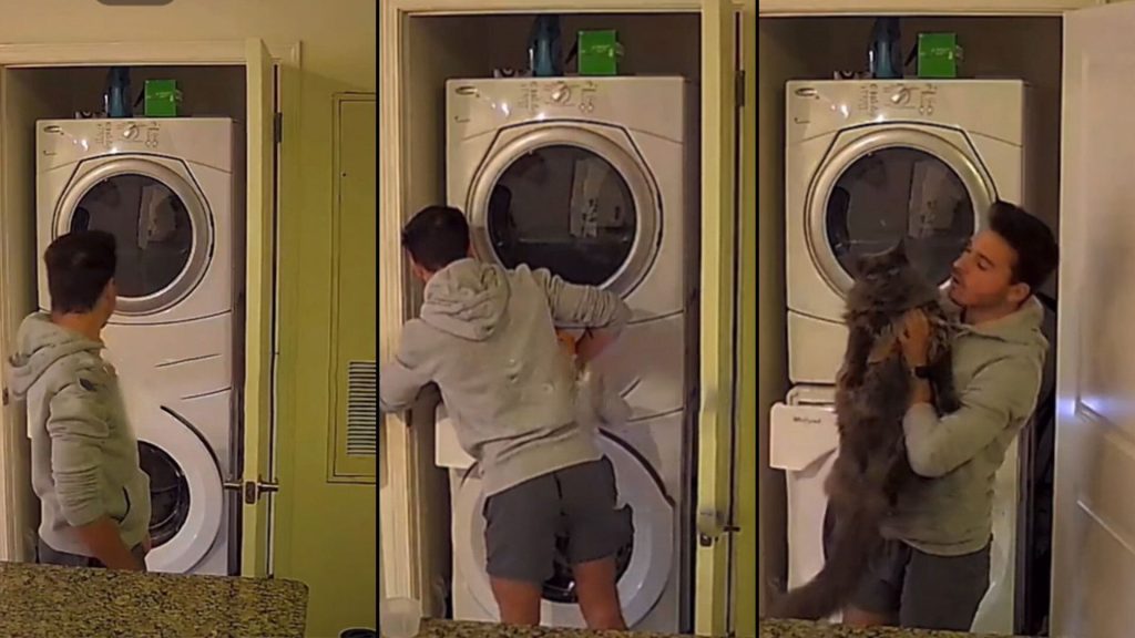 Una presencia paranormal evita una tragedia felina en una lavadora