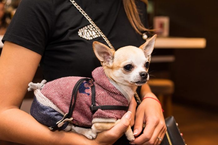 Guía esencial para proteger a tus mascotas en caso de sismos, según expertos de la UNAM