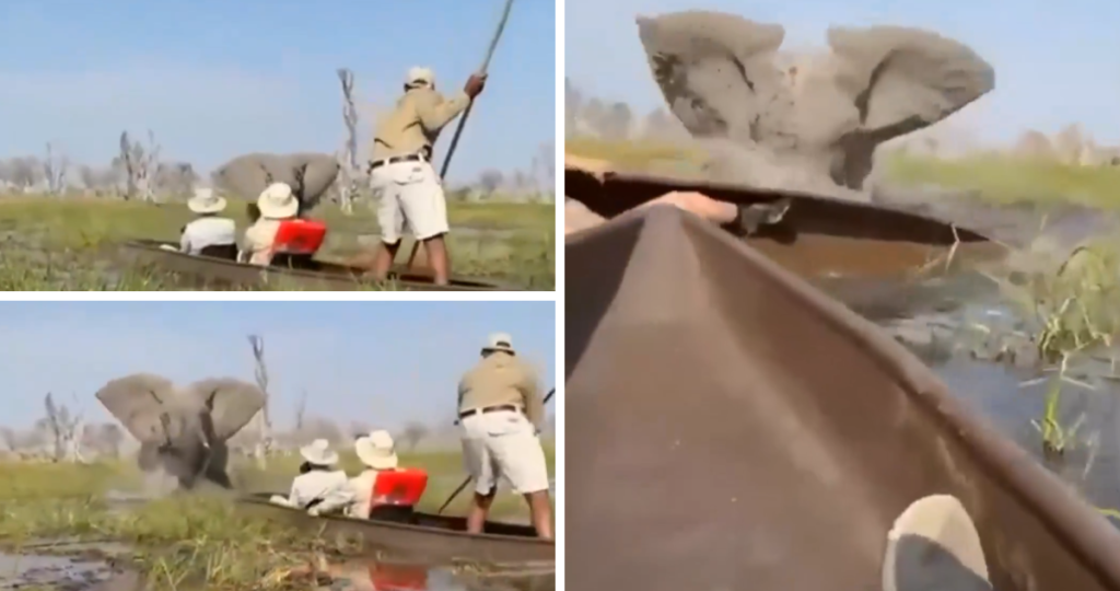 Elefante ataca safari en Botswana: turista es ahogada