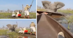 Elefante ataca safari en Botswana: turista es ahogada