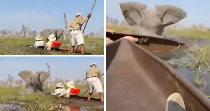Elefante ataca safari en Botswana: turista es ahogada