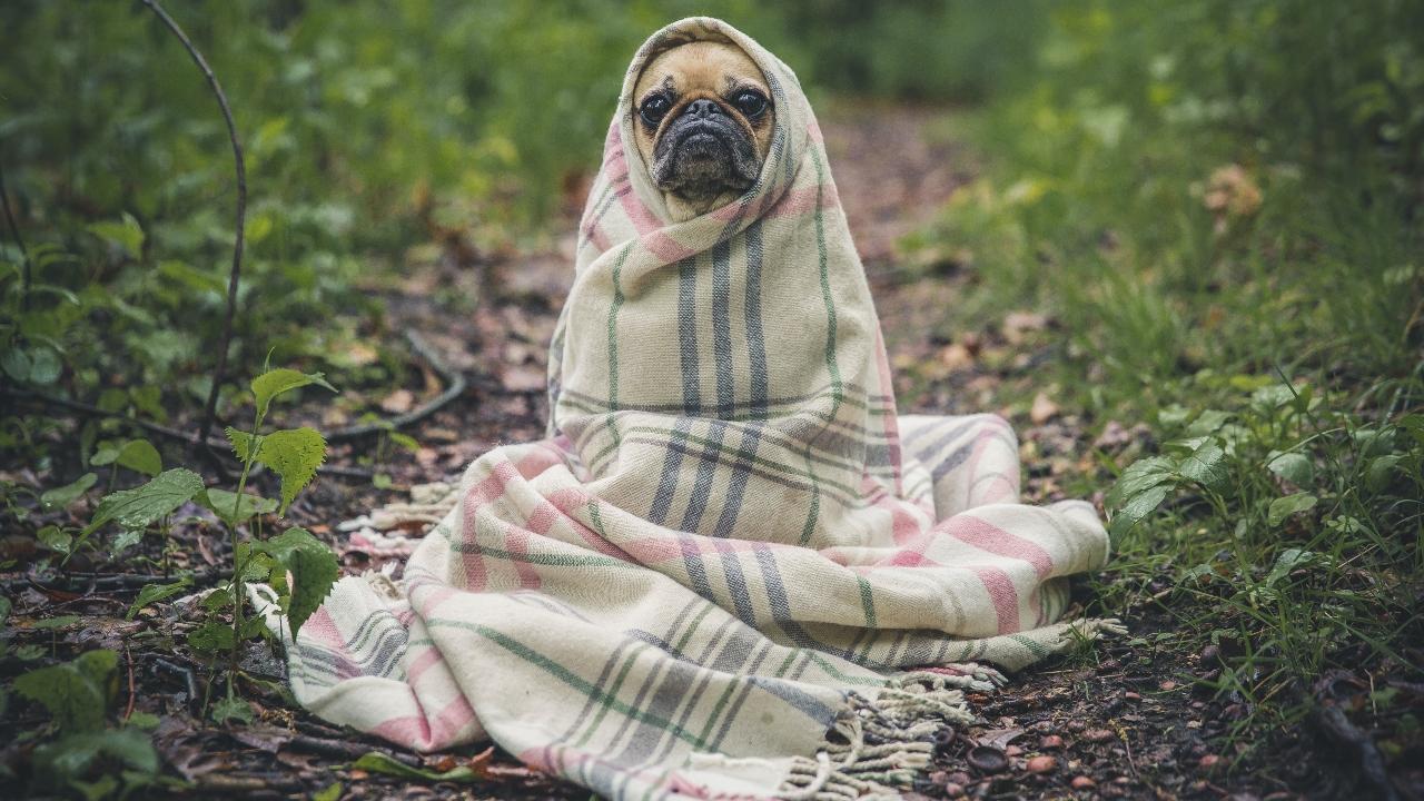 ¿Cuándo empieza el otoño en México?: Prepárate para el frío