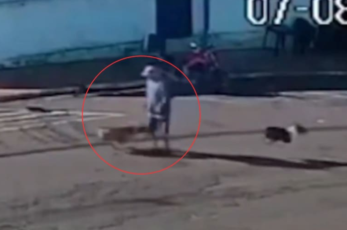 Abuelito atropellado por perro despierta en coma con cuadriplejia Abuelito atropellado por perro despierta en coma con cuadriplejia