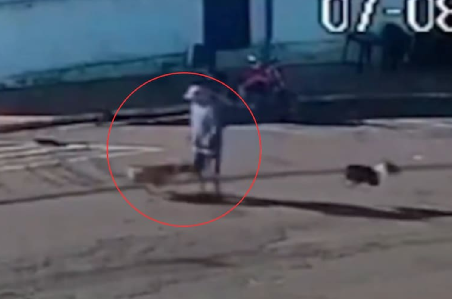 Abuelito atropellado por perro despierta en coma con cuadriplejia