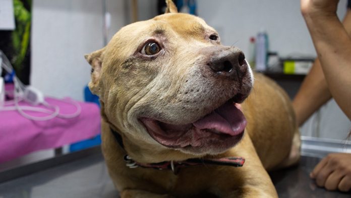 Aslan- Actualizan estado de salud del perrito sobreviviente a explosión Aslan: Actualizan estado de salud del perrito sobreviviente a explosión