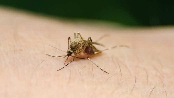 Dengue en Veracruz- Fallecen dos bebés y se reportan más de 1700 casos Dengue en Veracruz: Fallecen dos bebés y se reportan más de 1700 casos