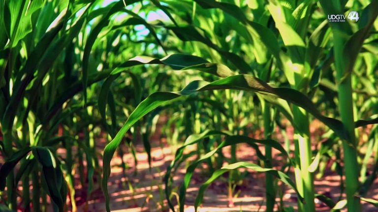 El abandono histórico que condena a México a la crisis del maíz