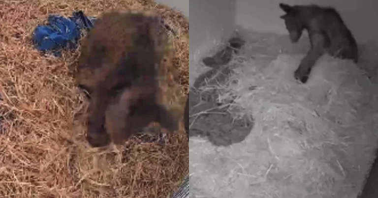 El dramático rescate de la osa Mina: Avanza su recuperación tras el maltrato animal