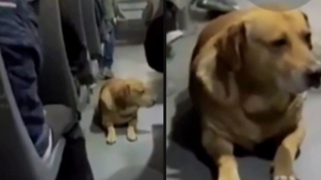 Empatía en Puebla: La conmovedora historia del perrito que se refugió de la pirotecnia