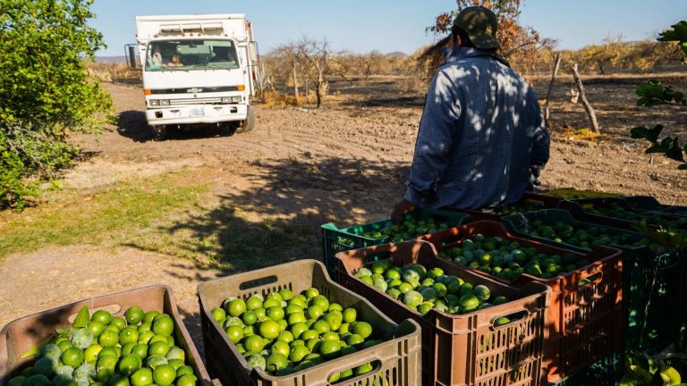 Extorsión productores de limón Michoacán: Harfuch y Sedena visitarán la zona