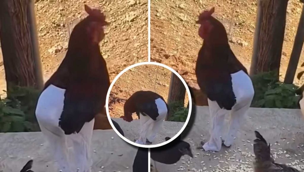 Gallo con pantalón desata furor viral en TikTok: Análisis del fenómeno