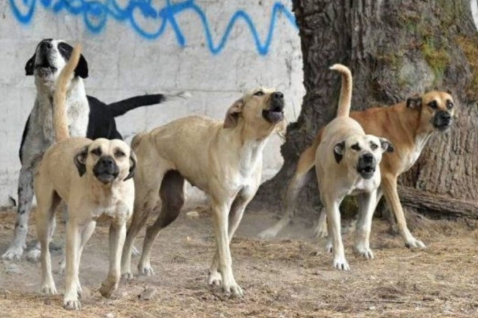 Jauría ataca brutalmente a perrita en Brasil- video impacta Jauría ataca brutalmente a perrita en Brasil; video impacta