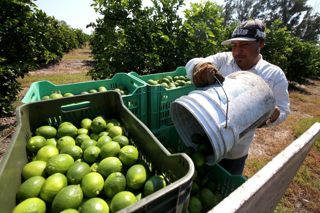La estrategia federal contra la extorsión que azota a limoneros de Michoacán