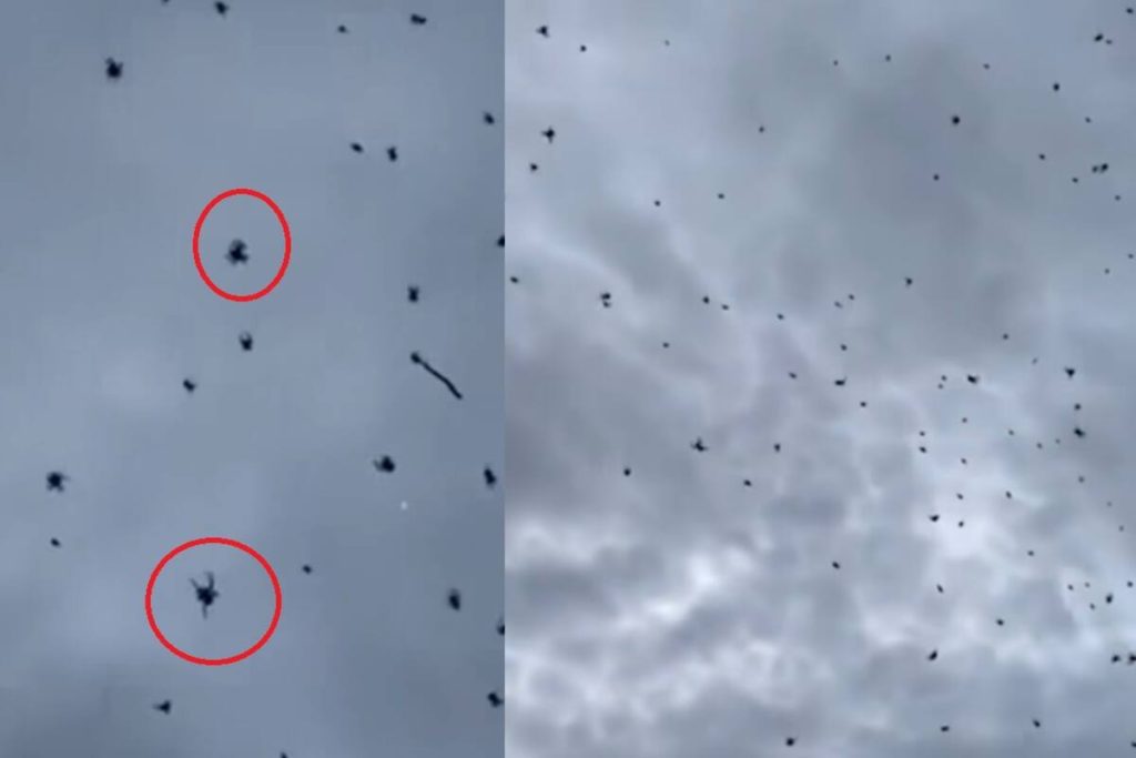 Lluvia de ranas en Brasil: el video viral que desata dudas sobre la IA