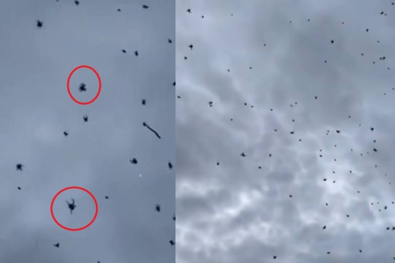 Lluvia de ranas en Brasil: el video viral que desata dudas sobre la IA