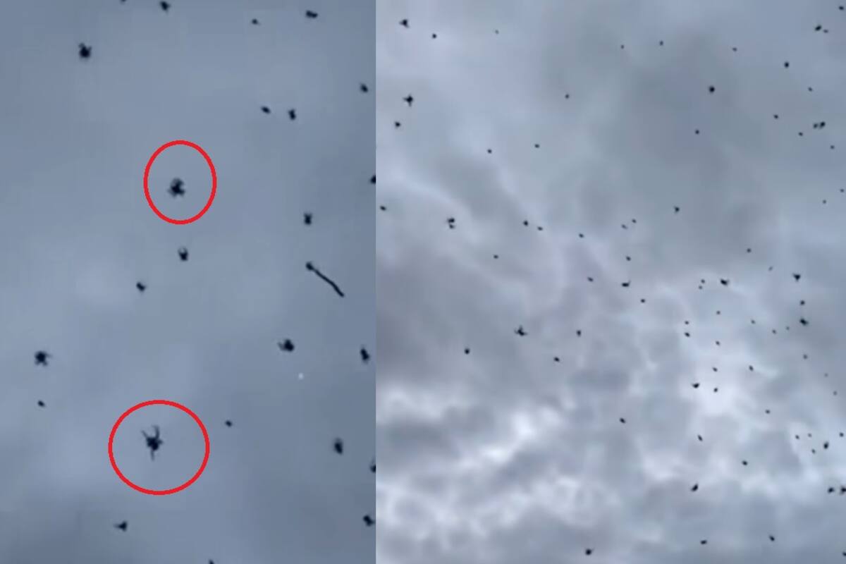 Lluvia de ranas en Brasil: el video viral que desata dudas sobre la IA