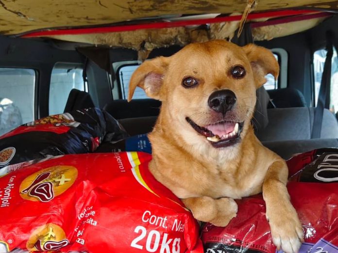 Muere _El Chicles_- Luto en Tijuana por el perrito maratonista Muere "El Chicles": Luto en Tijuana por el perrito maratonista