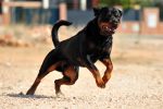 Niño de 2 años muere en ataque de Rottweilers en guardería ilegal