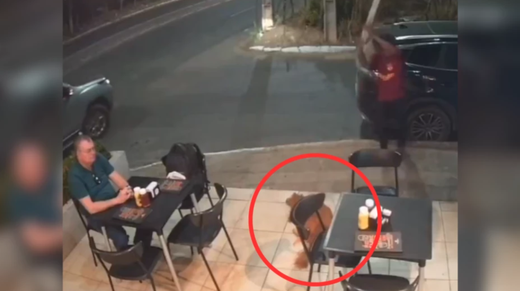 Perrita callejera atacada brutalmente con madera en Brasil