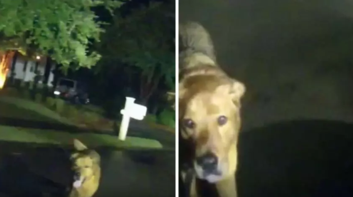 Perrito héroe: Rescata a abuela de 86 años en Florida