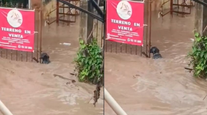 Perrito se aferra a portón en Poza Rica y se salva de inundación