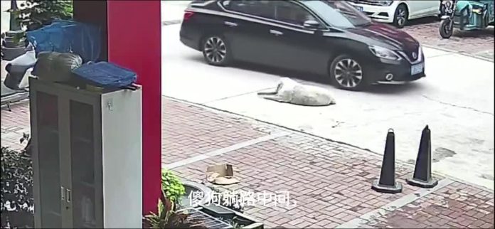 Perro sobrevive a atropello en China gracias a su obesidad