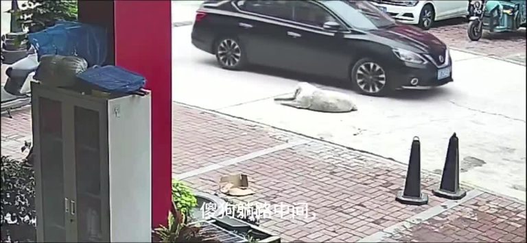 Perro sobrevive a atropello en China gracias a su obesidad