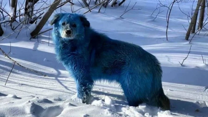 Perros azules Chernóbil- La extraña mutación química que tiñe a los animales Perros azules Chernóbil: La extraña mutación química que tiñe a los animales