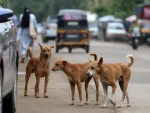 Perros callejeros India: La crisis de Warangal reaviva el debate sobre la gestión canina