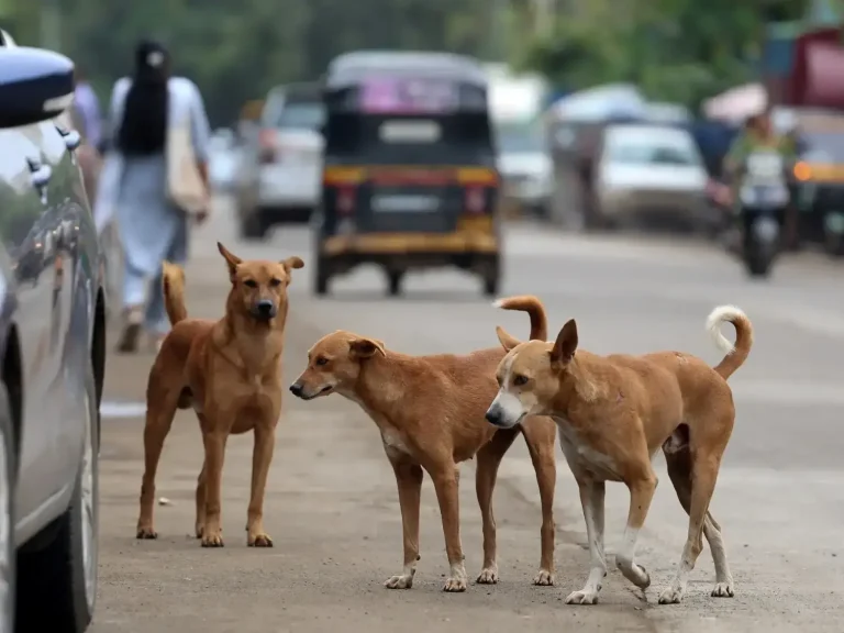Perros callejeros India: La crisis de Warangal reaviva el debate sobre la gestión canina