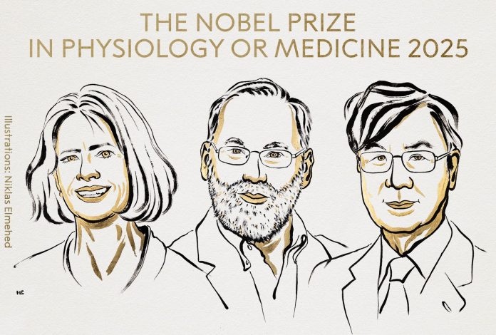 Premio Nobel de Medicina 2025: Descubren el funcionamiento del sistema inmune
