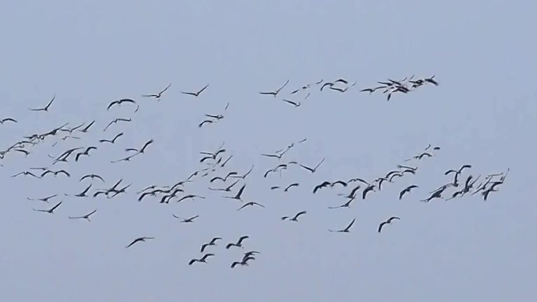 Raro vuelo de aves: ¿Señal apocalíptica para la humanidad?