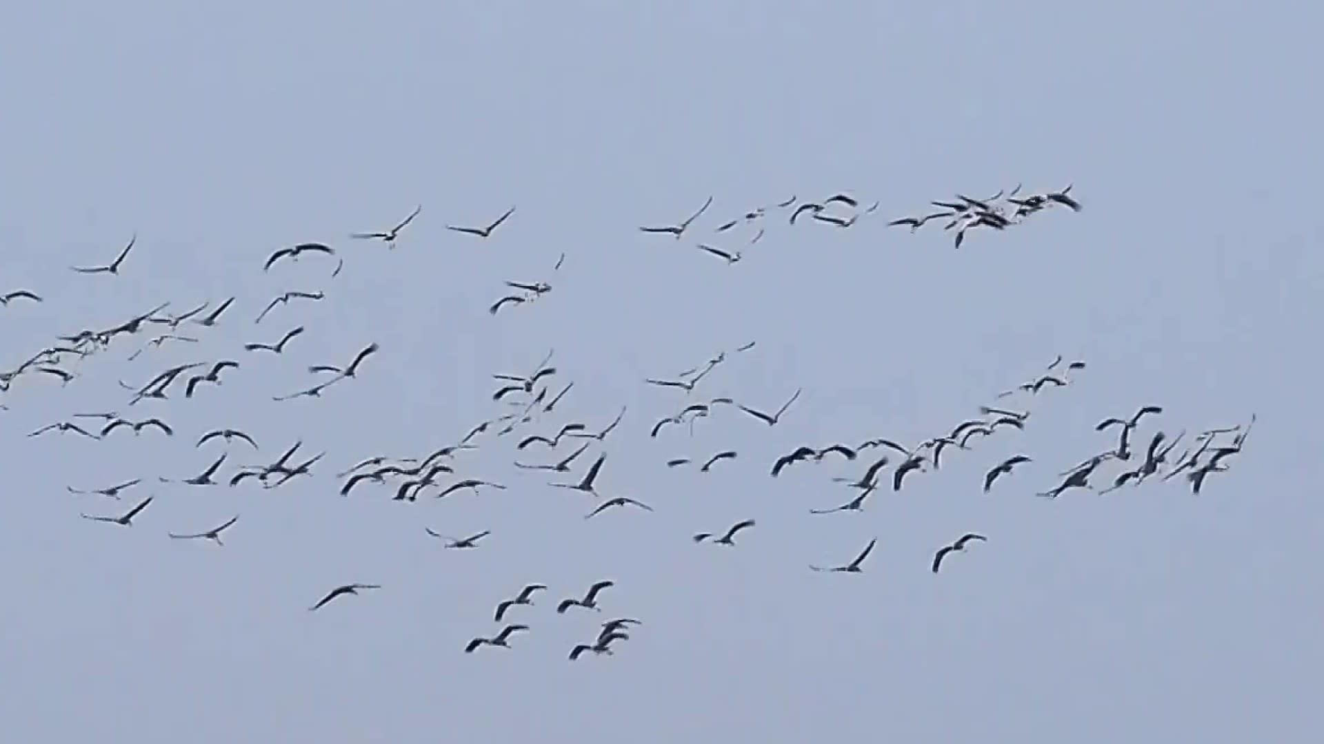 Raro vuelo de aves: ¿Señal apocalíptica para la humanidad?
